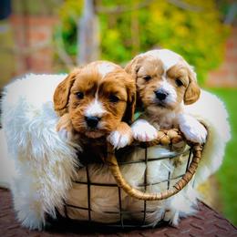 Cavapoo and Cockapoo Puppies from Disney Doodles