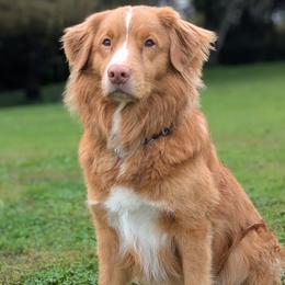 Nova Scotia Duck Tolling Retriever puppies from Rosecreek Tollers