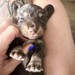 Petunia -purple- - Chocolate and cream female Dachshund puppy in Alva, Florida from Salty C's Dachshunds
