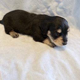 Honey - Black and cream female Dachshund puppy in Fort Worth, Texas from The Holloway Dachshunds