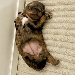 Dr. Pepper - Blue female Companion Cross puppy in Arlington, Washington from Havanese With Love Breeding Co.