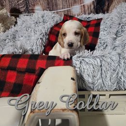 GREY BOY - Lemon and white male Basset Hound puppy in Snow Camp, North Carolina from V's Southern Angels