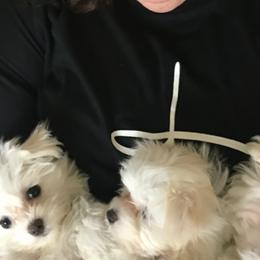 Maltese Puppies from California Marvalous Maltese