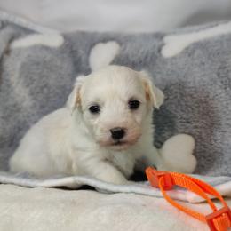Buster - White male Coton de Tulear puppy in Westfield, North Carolina from Legacy Pets