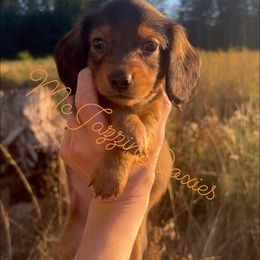 Dachshund Puppies from McJazzin Doxies