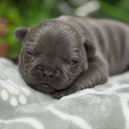 Missy - Blue female French Bulldog puppy in Waitts Lake, Washington from Best Friend standard Frenchies