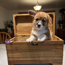 Betty Rubble- Purple Collar - Red female Pembroke Welsh Corgi puppy in Olathe, Colorado from Rocking LJ Breeding