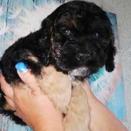 Groucho Barks - Black white and tan male Cockapoo puppy in Indiahoma, Oklahoma from Phamily Doodles