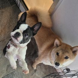 Female 1 - Red female Shiba Inu puppy in Denver, Colorado from Diamonds In The Ruff Boston Terriers