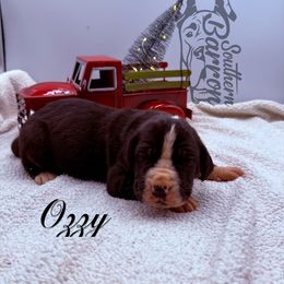 Ozzy - Black male Great Dane puppy in Prairieville, Louisiana from Southern Barron Danes & Dachshunds
