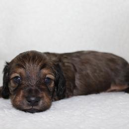 Curly - Red male Dachshund puppy in Fairfax, Iowa from Grayson’s Lovable Dachshunds