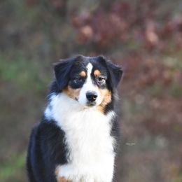 Andee - Black tri-color female Australian Shepherd puppy in Pilot, Virginia from Obsidian Australian Shepherd