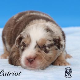 Patriot - Red merle male Miniature Australian Shepherd puppy in Weeki Wachee, Florida from Arlington's Mini Aussies