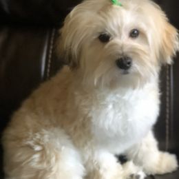 Una - Havanese