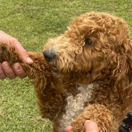 Honey - Goldendoodle