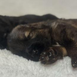 Male 2 - Sable male German Shepherd puppy in Pickens, South Carolina from Von Maqqedah Haus German Shepherds