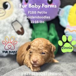 Zinnia - Apricot female Goldendoodle puppy in Michigan from Fur Baby Farms