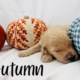 Autumn - Cream female Goldendoodle puppy in Cedartown, Georgia from Loyal Doodles