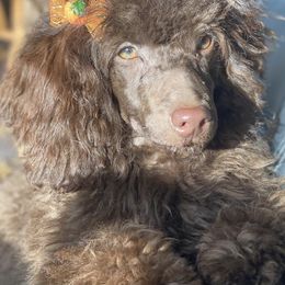 Poodles from Jazmin’s Poodles & Co