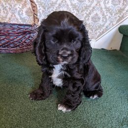 "James" Cocker Spaniel Puppies from Della Luna Cocker Spaniels Puppies