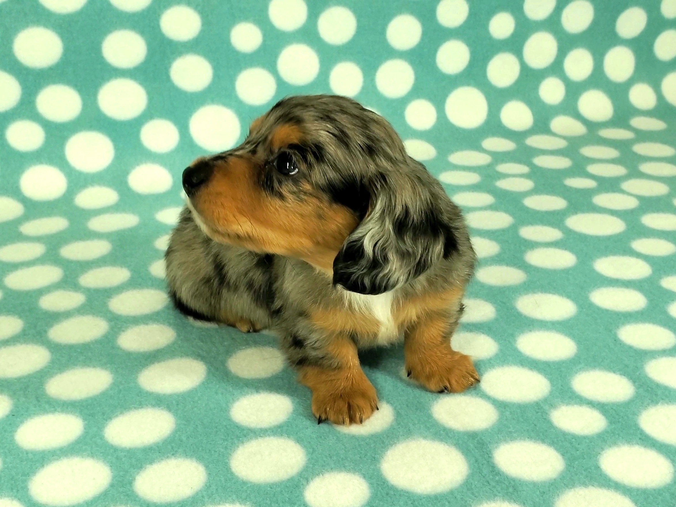 Dachshund Puppies from Newbern's Nuggets
