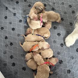 Girl 4 - Golden female Golden Retriever puppy in Modesto, California from Rooster Valley Golden Retrievers