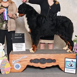 Ozzy  - Bernese Mountain Dog