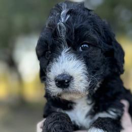 Bernedoodles, Poodles, and Pyredoodles from Southern Bayou Poodles and Doodles