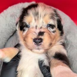 Jasmine3Boy1- BMM,NBT, blue eyes likely, CHIC-OFA-DNA-AKC Titled Parents - Blue merle male Australian Shepherd puppy in South Hill, Virginia from Silverside Aussies LLC