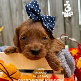 Hope - Red female Double Doodle puppy in Orange, Texas from Walk with Me Doodles