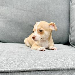 Lilly - Gold and white female Chihuahua puppy in Alvord, Texas from Gift of Gods Favor