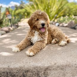 Poppy - Red Bernedoodle puppy in Thatcher, Arizona from Brush Fire Doodles