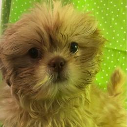 Rusty Red Ryder - Red male Shih Tzu puppy in Greenville, Texas from Your Fuzzy Puppy