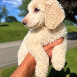 Faith - Cream female Poodle puppy in Washington, Pennsylvania from Patriotic Poodles