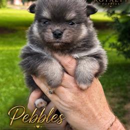 Pebbles - Blue and tan female Pomeranian puppy in New Oxford, Pennsylvania from J&T French Bulldog & Pomeranian Palacio