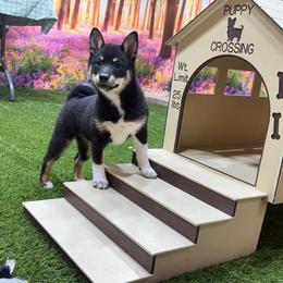 Destiny - Black and tan female Shiba Inu puppy in Arcola, Illinois from Highline Puppies
