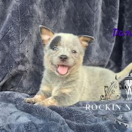 Dancer - Blue female Australian Cattle Dog puppy in Silsbee, Texas from Rockin ND Ranch