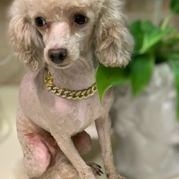 Wall-e Tiny Toy - Cream male Poodle puppy in Kentucky from Mrs Bs Teeny Schnauzers & Doodles