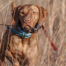Brittanys and Vizslas from Tequila Kennels