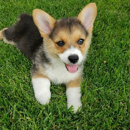 Pembroke Welsh Corgi Puppies from Nunas Corgis