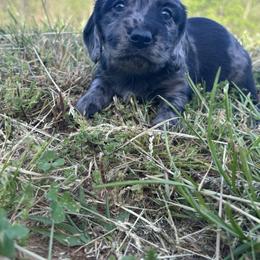 Dapple boy - Dapple male Dachshund puppy in Brevard, North Carolina from Morgan’s Dachshund’s & Aussies