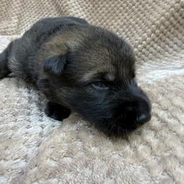 Teal - Sable female German Shepherd puppy in Buffalo, West Virginia from Z Tykev Vino LLC