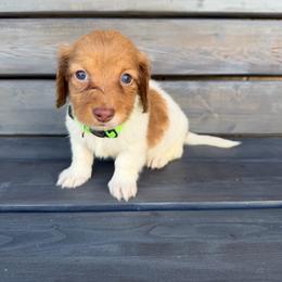 Bullseye - Piebald male Dachshund puppy in South Willard, Utah from Doxies in the Sun