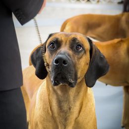 Elijah - Rhodesian Ridgeback