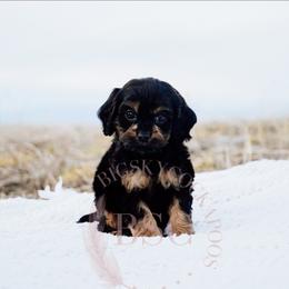 White collar - Black and tan female Cockapoo puppy in Missoula, Montana from Big Sky Cockapoos