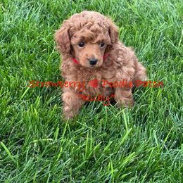 Poodle Puppies from Strawberry Poodle Patch