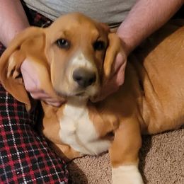 Major - Basset Hound