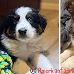 Australian Shepherds from Tara's Australian Shepherds