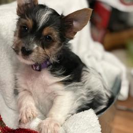 Purple collar - Parti Yorkshire Terrier puppy in Roopville, Georgia from Rodney/Lisa Williams