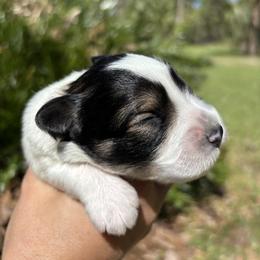 Pink - Parti female Miniature Schnauzer puppy in Summerfield, Florida from M & M Schnauzers